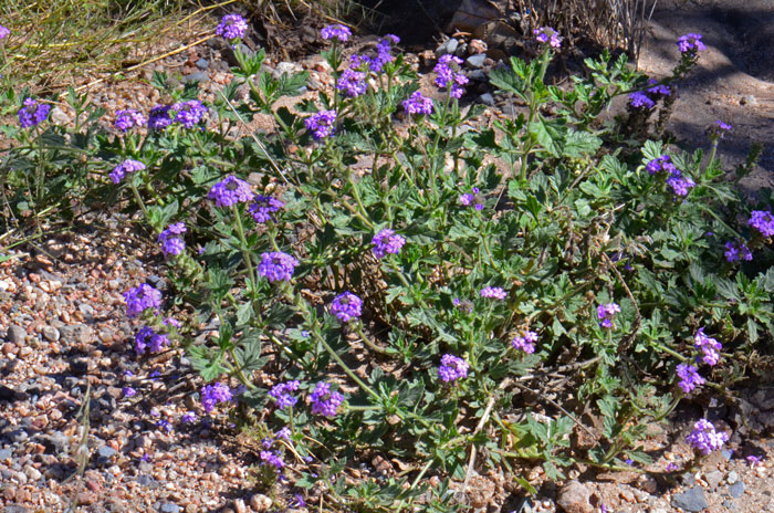 Southwestern Mock Vervain is an annual or perennial native “Verbena” that grows up to 15 inches; grows at elevations below 5,000 feet, 3,500 to 6,400 feet in California. Glandularia gooddingii 
